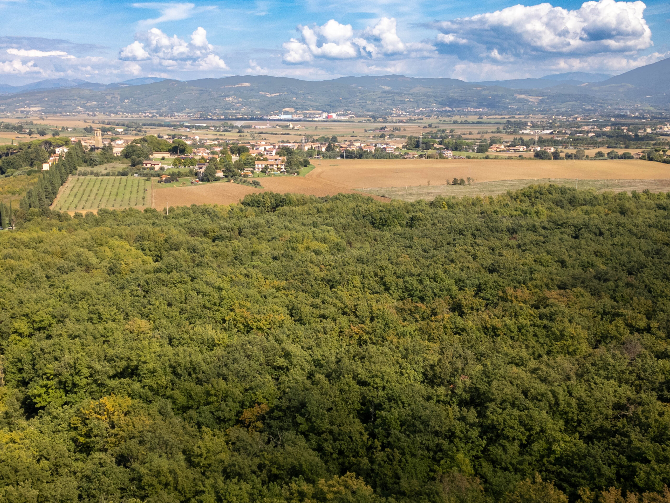 Il bosco di Collestrada (o selva o macchia de Colle)